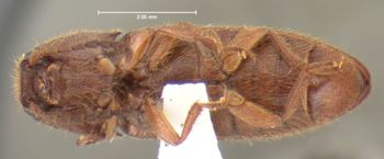 Media type: image;   Entomology 24391 Aspect: habitus ventral view